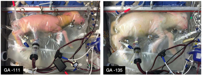 The Biobag system in use. The image on the left shows a lamb at 107 days of gestation and on day four of support. The image on the right shows the same lamb on day 28 of support. (Image: E. A. Partridge et al., 2017/Nature Communications